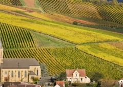 Weinevents der Weinregion Pfalz
