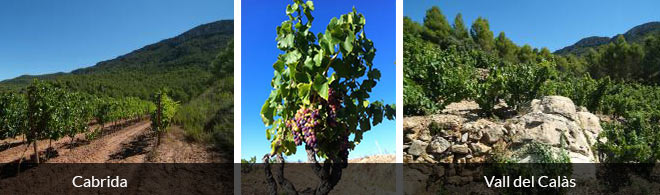 Cellers de Capcanes Beschreibung der Bodega in evinum