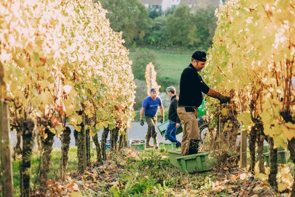 Gut Hermannsberg, Weingut