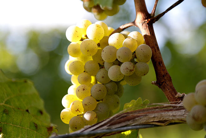 evinum Magazin, Weintrauben im Herbst